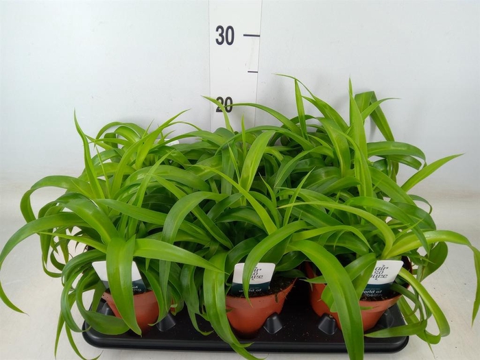 <h4>Chlorophytum com. 'Green Bonnie'</h4>