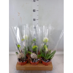 Paphiopedilum  'Amerikaanse hybrid'