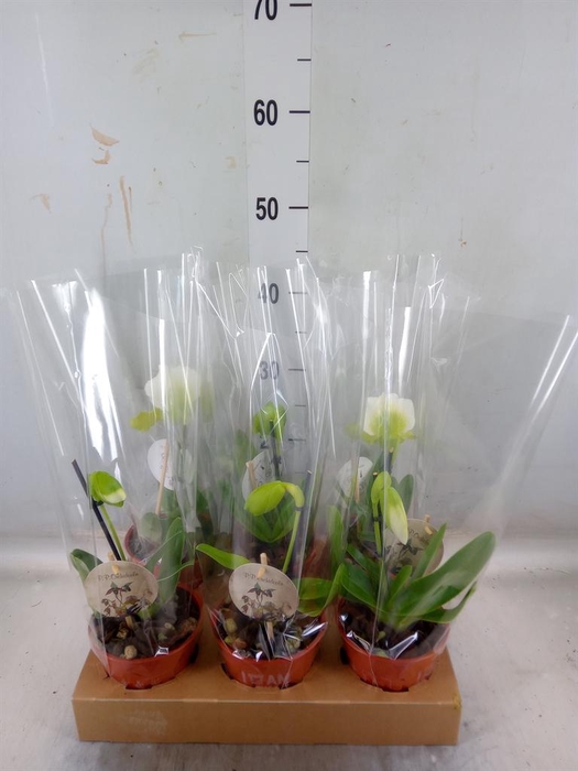 <h4>Paphiopedilum  'Amerikaanse hybrid'</h4>