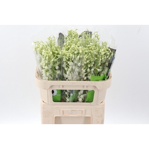 Delph En Be An White