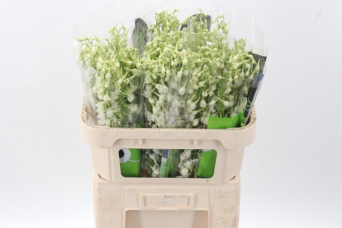 <h4>Delph En Be An White</h4>