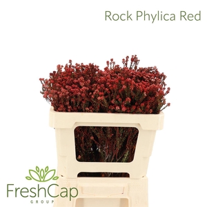 Rock Phylica Red