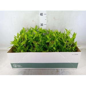 Dracaena sand. 'Lucky Bamboo' ..pyr