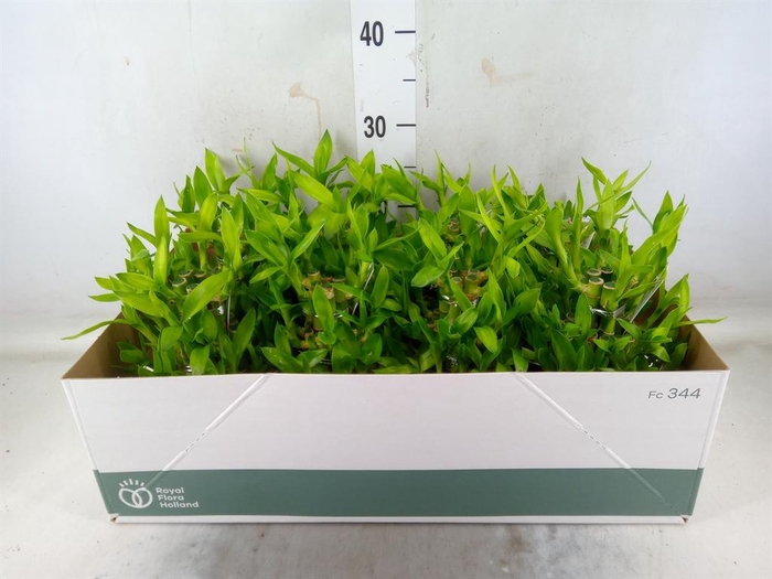 <h4>Dracaena sand. 'Lucky Bamboo' ..pyr</h4>