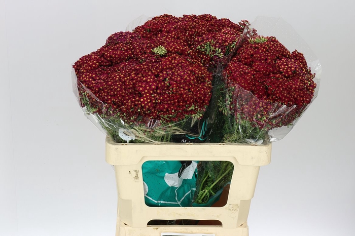 <h4>Achillea Discodip Red</h4>