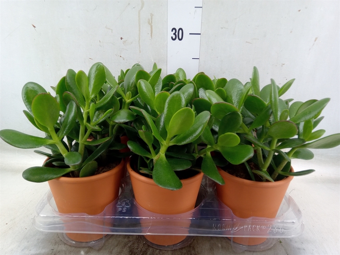 <h4>Crassula   ...mix</h4>