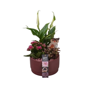 PTHI5577 Arrangement Herfst Indoor in Keramiek schaal