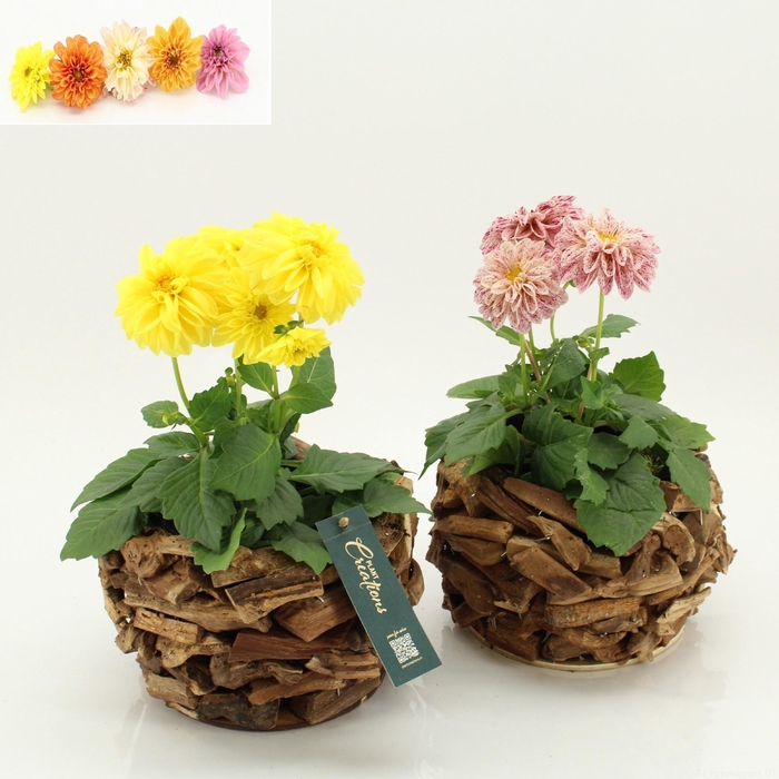 <h4>ARR TUINPLANTEN</h4>