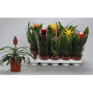 BROMELIA GEM