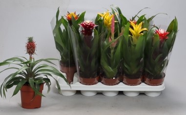 <h4>BROMELIA GEM</h4>