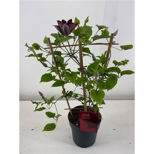 Clematis Boulevard autre