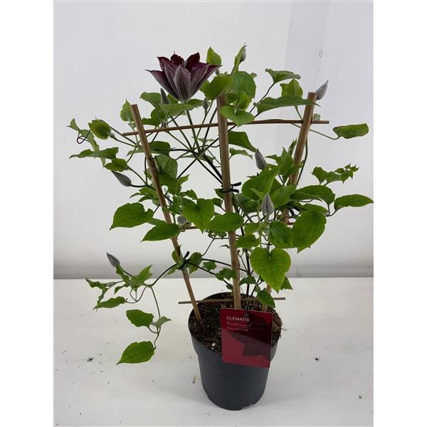 <h4>Clematis Boulevard autre</h4>