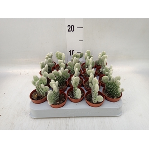 Opuntia microdasys 'Albispina'