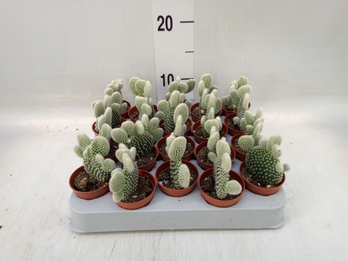 <h4>Opuntia microdasys 'Albispina'</h4>