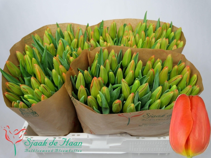 <h4>TU EN ORANGE JUICE</h4>