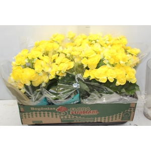 BEGONIA P15 AMARELO