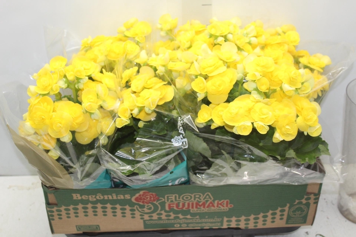 <h4>BEGONIA P15 AMARELO</h4>