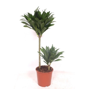Dracaena Compacta 45-15