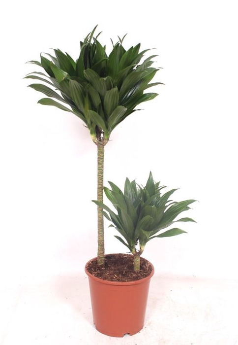 <h4>Dracaena Compacta 45-15</h4>