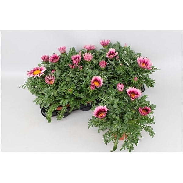 <h4>Gazania Big Kiss Pink</h4>
