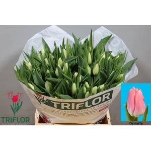 Tulipa si dynasty