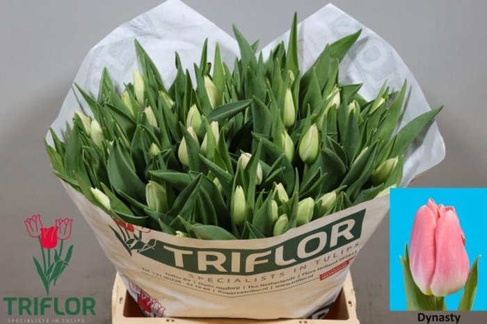 <h4>Tulipa si dynasty</h4>