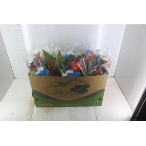 ANTHURIUM VARIADO P15