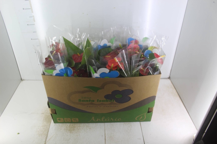 <h4>ANTHURIUM VARIADO P15</h4>