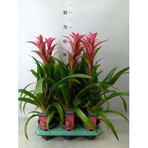 Guzmania  'Freya'