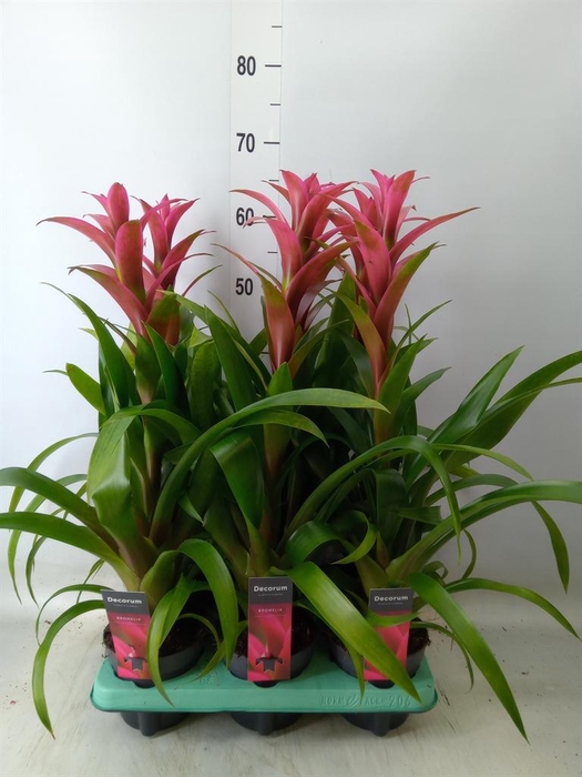<h4>Guzmania  'Freya'</h4>