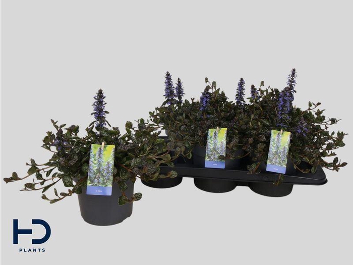 <h4>AJUGA OV</h4>