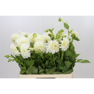 Dahlia Boom Boom White