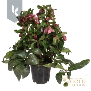 HGC Helleborus Ice N Roses Red