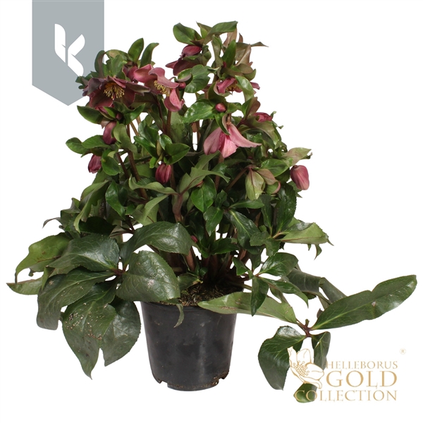<h4>HGC Helleborus Ice N Roses Red</h4>