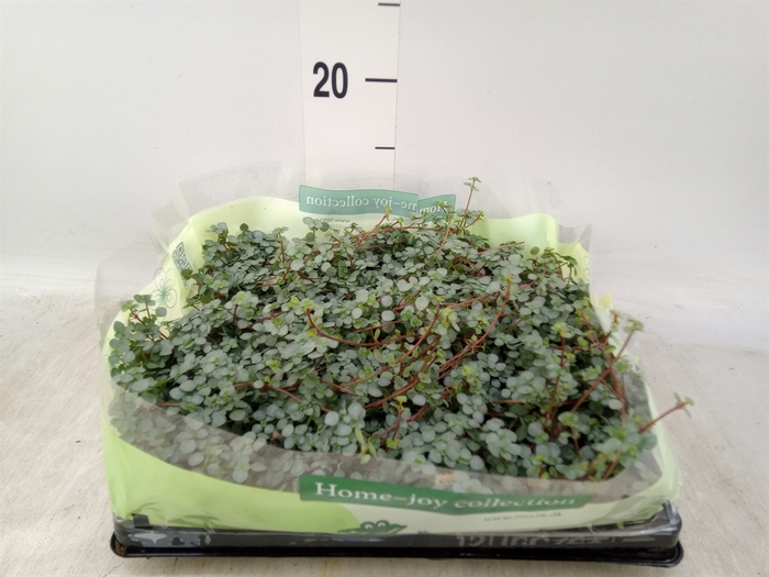 <h4>Pilea glaucophylla 'Greyzy'</h4>