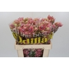 Blushing Bride Pink 10+ Flowers