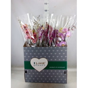 Phalaenopsis   ...mix
