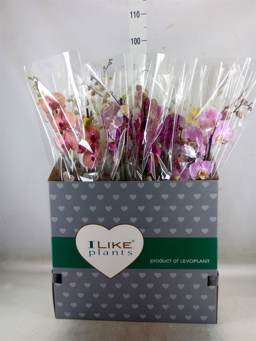 <h4>Phalaenopsis   ...mix</h4>