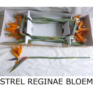 STREL REGINAE BLOEM