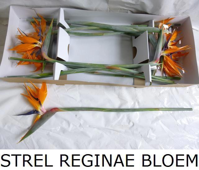 <h4>STREL REGINAE BLOEM</h4>