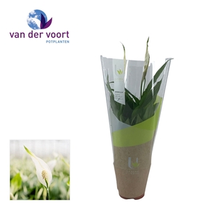 Spathiphyllum 12 cm Torelli Ultimo