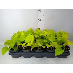 Epipremnum pinn. 'Golden Pothos'
