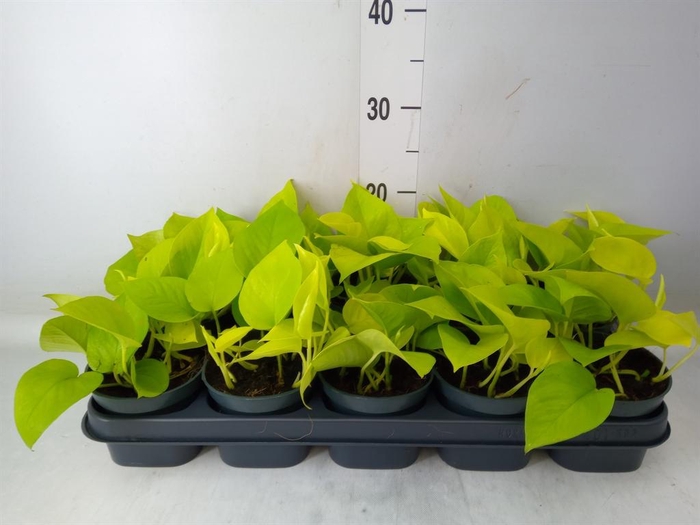 <h4>Epipremnum pinn. 'Golden Pothos'</h4>