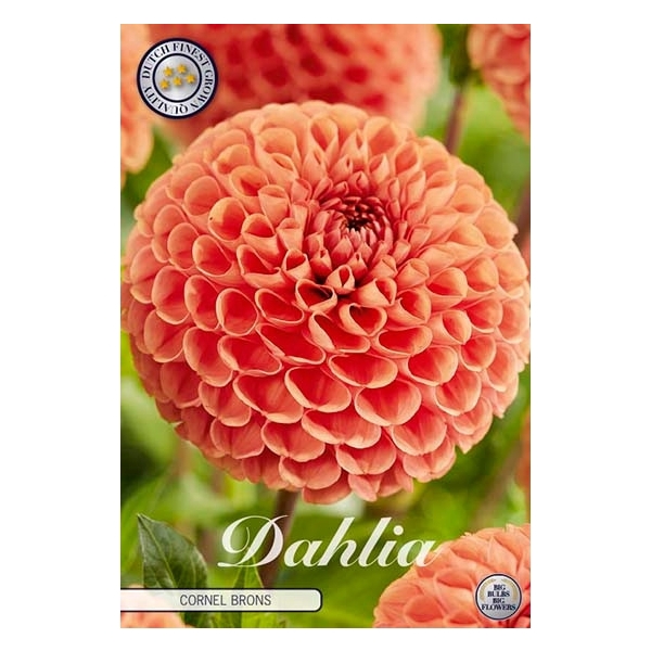 <h4>Dahlia Cornel Brons x1 I</h4>