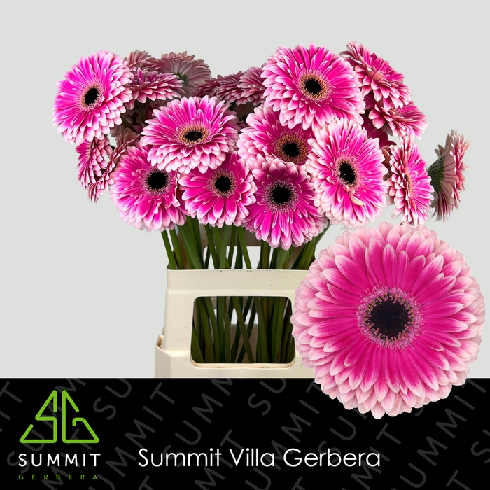 <h4>Gerbera Prelude Water x40</h4>