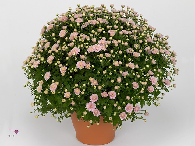 CHRYS GR JAS D PINK
