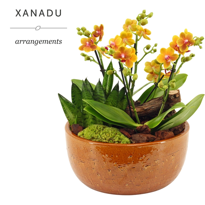 <h4>Xanadu Lissabon</h4>