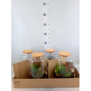 Arr.   Kamerplant Groen H%