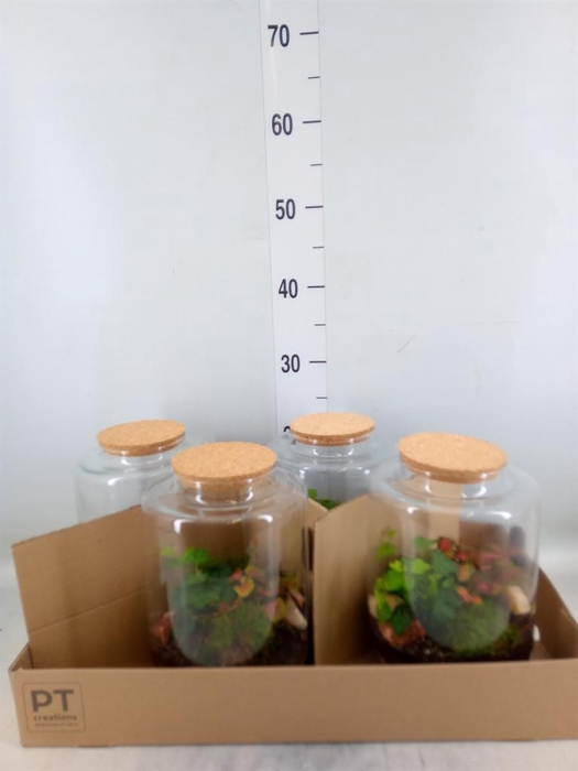 <h4>Arr. Kamerplant Groen H%</h4>