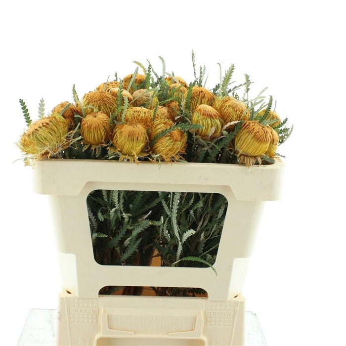 <h4>BANKSIA OV GROOTBL</h4>